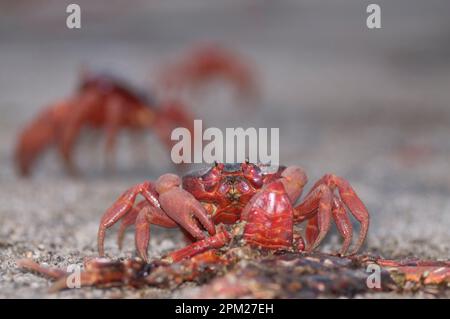 Rote Krabbe, Gecarcoidea natalis, Kannibalisierung zerdrückter Krabben, Roadkill auf der Straße, Weihnachtsinsel, Australien Stockfoto