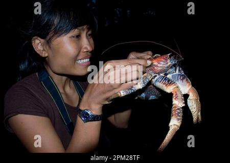 Räuber Krabbe, Birgus Latro, wird von Grimacing Woman festgehalten, Weihnachtsinsel, Australien Stockfoto