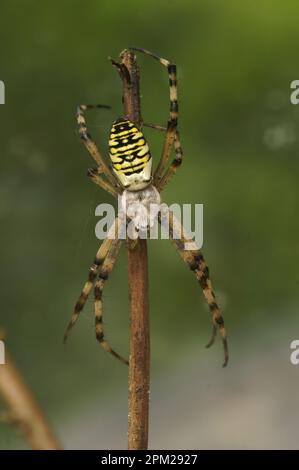 Natürliche Nahaufnahme eines Mannes der bunten Wespenspinne, Argiope bruennichi, der den Kopf auf einem Zweig hängt Stockfoto