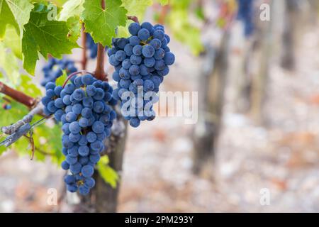 Merlot-Trauben für Weine höchster Qualität in Bordeaux, Frankreich Stockfoto