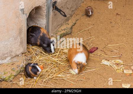 meerschweinchen im ZOO Jihlava, Tschechische Republik Stockfoto