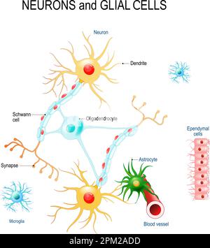 Neurone und Gliazellen (Neuroglien) im Gehirn (Oligodendrozyten, Mikroglien, Astrozyten und Schwannsche Zellen), Ependymzellen (Ependymozyten). Vektor Stock Vektor