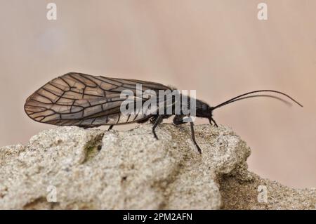 Natürliche Ganzkörper-Nahaufnahme auf der Alderfly, Sialis lutaria, auf dem Boden Stockfoto