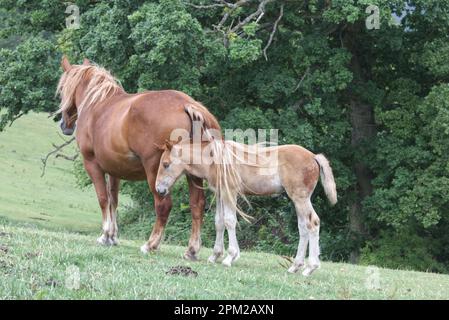 Suffolk Punch Stute und Fohlen in einer Koppel Stockfoto