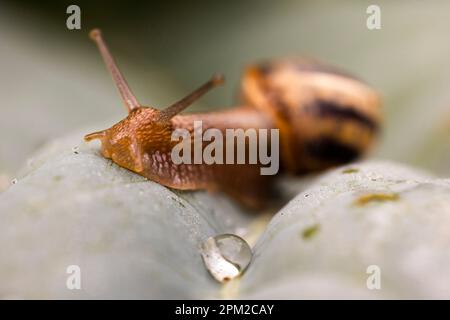 Schnecke auf Salat mit einem Tropfen Regenwasser. Stockfoto