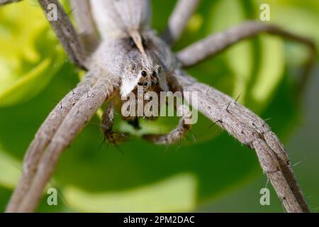 Baumschule Web Spider (Pisaura Mirabilis) Stockfoto