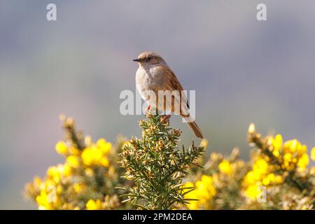 Dunnock (Prunella modularis) on Gorse Flowers, Sussex, Vereinigtes Königreich Stockfoto