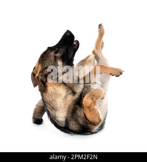 Junger deutscher Schäferhund vor weißem Hintergrund Stockfoto