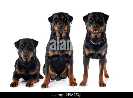 Reinrassige Rottweiler vor weißem Hintergrund Stockfoto