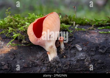 Ungenießbarer Pilz Sarcoscypha coccinea auf dem Moosholz. Bekannt als Scharlachbecher. Wilde rote Pilze im Wald. Stockfoto