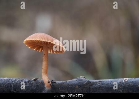 Essbare Pilze Tubaria furacea am Ast. Bekannt als Scurfy Twiglet. Wilde braune Pilze im Wald. Stockfoto