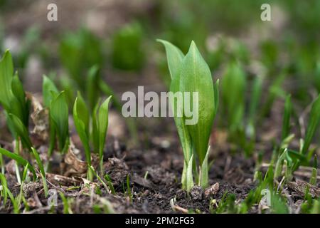 Frühjahrspflanze Allium ursinum am Boden. Bekannt als Ramsons, wilder Knoblauch oder Rampe. Grüne Wildpflanze im Wald. Stockfoto