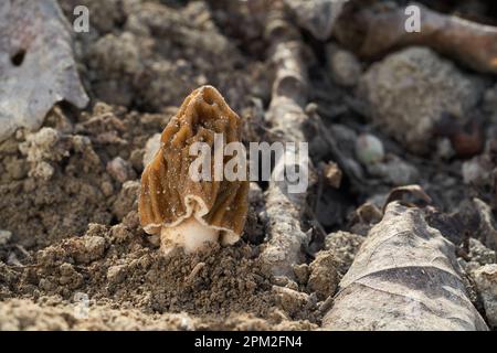 Essbarer Pilz Verpa bohemica auf dem Boden. Bekannt als frühe falsche Morchel, zerknitterte Fingerhutmorchel oder zerknitterte Fingerhutmorchel. Wilde braune Pilze. Stockfoto