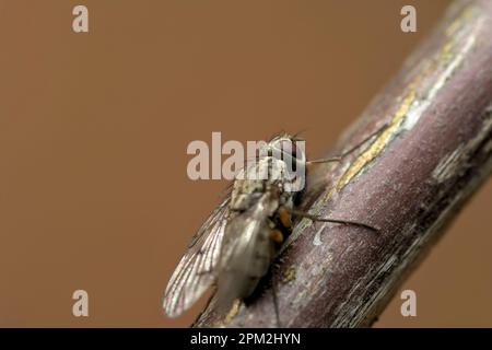 Einzelfliege (Helina vgl. Depuncta) auf einem Ast, Makroinsektenfotografie, Wildtiere Stockfoto