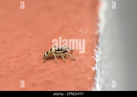 Einzelne Springspinne (Salticus scenicus), die an einer Hauswand krabbelt, Makrofotografie mit Spinnen, Biodiversität Stockfoto