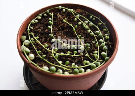 Senecio rowleyanus variegata, auch bekannt als Perlensaison, die im Boden vermehrt wird. Grün-weiße vining Hauspflanze. Stockfoto