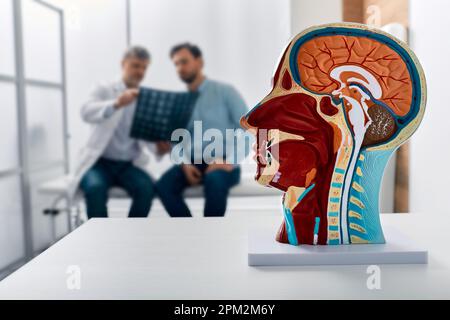 Das anatomische Modell des menschlichen Kopfes auf dem Arzttisch über den Hintergrund-Neurologen zur Analyse der Ergebnisse der MRT-Untersuchung des Gehirns des Patienten in der medizinischen Klinik. Krankheiten o Stockfoto