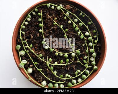 Senecio rowleyanus variegata, auch bekannt als Perlensaison, die im Boden vermehrt wird. Grün-weiße vining Hauspflanze. Stockfoto