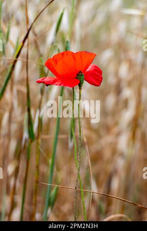 Rote Mohnblumen auf dem Hintergrund trockenen Grases. Selektiver Fokus Stockfoto