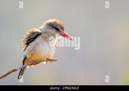 Brauner Kingfisher (Halcyon albiventris) auf einem Zweig, Kruger-Nationalpark, Mpumalanga, Südafrika Stockfoto