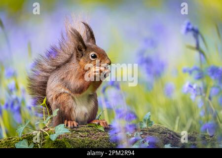 ATEMBERAUBENDE Bilder von einem roten Eichhörnchen, das den Frühling genießt und ein Feld mit wunderschönen Blauen Glocken erkundet, wurden aufgenommen. Stockfoto