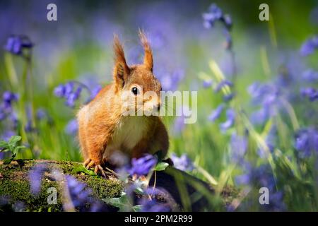 ATEMBERAUBENDE Bilder von einem roten Eichhörnchen, das den Frühling genießt und ein Feld mit wunderschönen Blauen Glocken erkundet, wurden aufgenommen. Stockfoto