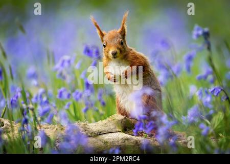 ATEMBERAUBENDE Bilder von einem roten Eichhörnchen, das den Frühling genießt und ein Feld mit wunderschönen Blauen Glocken erkundet, wurden aufgenommen. Stockfoto