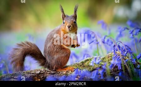 ATEMBERAUBENDE Bilder von einem roten Eichhörnchen, das den Frühling genießt und ein Feld mit wunderschönen Blauen Glocken erkundet, wurden aufgenommen. Stockfoto