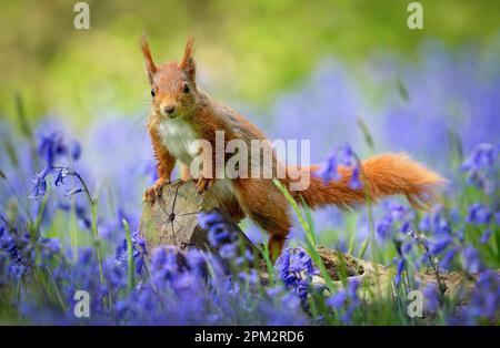 ATEMBERAUBENDE Bilder von einem roten Eichhörnchen, das den Frühling genießt und ein Feld mit wunderschönen Blauen Glocken erkundet, wurden aufgenommen. Stockfoto