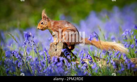 ATEMBERAUBENDE Bilder von einem roten Eichhörnchen, das den Frühling genießt und ein Feld mit wunderschönen Blauen Glocken erkundet, wurden aufgenommen. Stockfoto