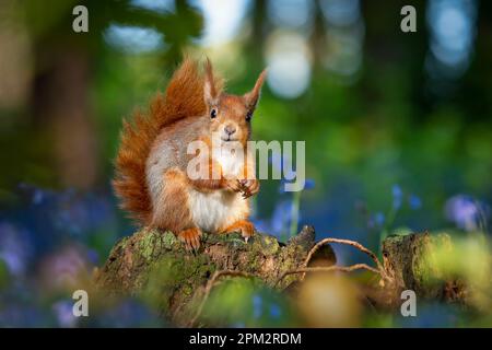 ATEMBERAUBENDE Bilder von einem roten Eichhörnchen, das den Frühling genießt und ein Feld mit wunderschönen Blauen Glocken erkundet, wurden aufgenommen. Stockfoto