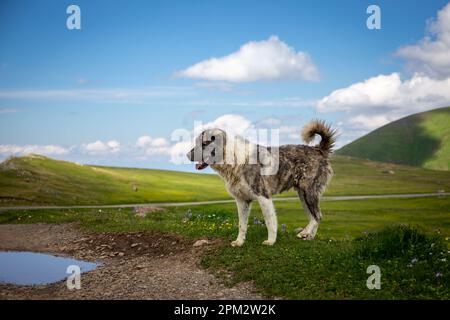 Kaukasischer Schäferhund, Schutzhund steht auf dem Javakheti Plateau Grasland, Tskhratskaro Pass, Sommer, Georgien. Stockfoto