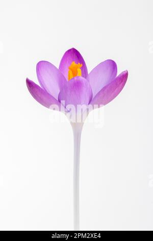 Nahaufnahme eines Crocus tommasinianus vor weißem Hintergrund Stockfoto
