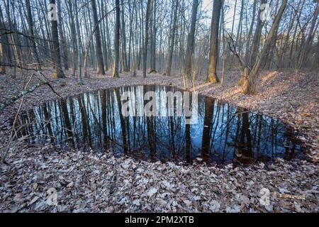 Kleiner Teich im Wald, Blick an einem Märztag im Osten Polens Stockfoto
