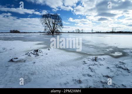 Gefrorenes Wasser und Schnee auf einer Wiese mit einem Baum am Horizont, Nowiny, Polen Stockfoto