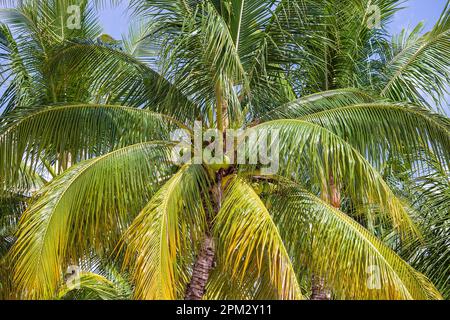 Ansammlung grüner Kokosnussfrucht auf Palme, Nahaufnahme Stockfoto
