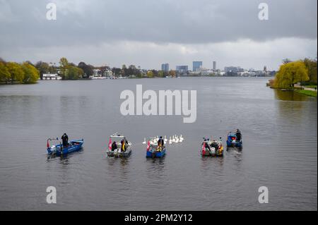 Hamburg, Deutschland. 11. April 2023. Schwanenvater Olaf Nieß und seine Mitarbeiter begleiten die Alsterschwäne an der Außenalster in Booten zu ihren Vorfahren. Nach mehreren Monaten in ihren Winterquartieren, die durch die Vogelgrippe abgedeckt waren, wurden die ersten Hamburger Alsterschwäne am Dienstag mittags wieder in die Gewässer der Hansestadt entlassen. Kredit: Jonas Walzberg/dpa/Alamy Live News Stockfoto