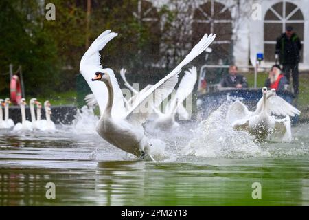 Hamburg, Deutschland. 11. April 2023. Die Alster-Schwäne starten auf dem Mühlenteich Eppendorf in Richtung der Außenalster. Nach mehreren Monaten in ihren Winterquartieren, die wegen der Vogelgrippe bedeckt waren, wurden die ersten Hamburger Alsterschwänen am Dienstag mittags wieder in die Gewässer der Hansestadt entlassen. Kredit: Jonas Walzberg/dpa/Alamy Live News Stockfoto