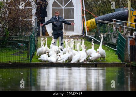 Hamburg, Deutschland. 11. April 2023. Vater Schwan Olaf Nieß (Zentrum) fährt die Schwäne in Richtung Wasser. Nach mehreren Monaten in ihren Winterquartieren, die durch die Vogelgrippe abgedeckt waren, wurden die ersten Hamburger Alsterschwäne am Dienstag mittags in die Gewässer der Hansestadt entlassen. Kredit: Jonas Walzberg/dpa/Alamy Live News Stockfoto