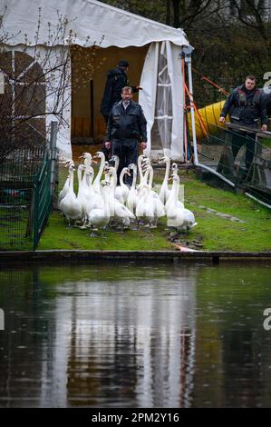 Hamburg, Deutschland. 11. April 2023. Vater Schwan Olaf Nieß (Zentrum) fährt die Schwäne in Richtung Wasser. Nach mehreren Monaten in ihren Winterquartieren, die durch die Vogelgrippe abgedeckt waren, wurden die ersten Hamburger Alsterschwäne am Dienstag mittags in die Gewässer der Hansestadt entlassen. Kredit: Jonas Walzberg/dpa/Alamy Live News Stockfoto