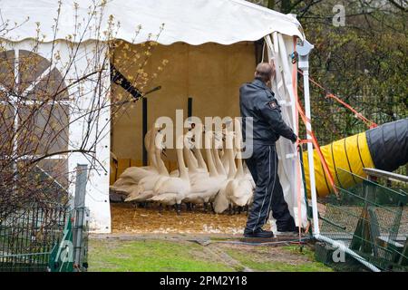 Hamburg, Deutschland. 11. April 2023. Schwanenvater Olaf Nieß (r) öffnet das Zelt für die Schwäne. Nach mehreren Monaten in ihren Winterquartieren, die durch die Vogelgrippe abgedeckt waren, wurden die ersten Hamburger Alsterschwäne am Dienstag mittags wieder in die Gewässer der Hansestadt entlassen. Kredit: Jonas Walzberg/dpa/Alamy Live News Stockfoto