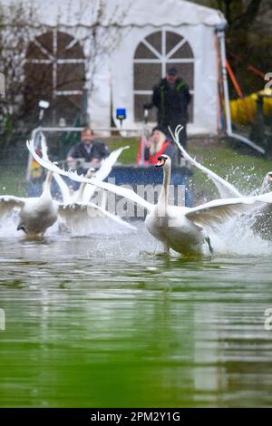 Hamburg, Deutschland. 11. April 2023. Die Alster-Schwäne starten auf dem Mühlenteich Eppendorf in Richtung der Außenalster. Nach mehreren Monaten in ihren Winterquartieren, die wegen der Vogelgrippe bedeckt waren, wurden die ersten Hamburger Alsterschwänen am Dienstag mittags wieder in die Gewässer der Hansestadt entlassen. Kredit: Jonas Walzberg/dpa/Alamy Live News Stockfoto