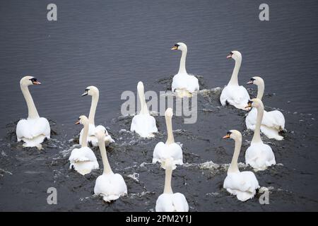 Hamburg, Deutschland. 11. April 2023. Die Alsterschwäne schwimmen in Richtung der Außenalster. Nach mehreren Monaten in ihren Winterquartieren, die durch die Vogelgrippe abgedeckt waren, wurden die ersten Hamburger Alsterschwäne am Dienstag mittags in die Gewässer der Hansestadt entlassen. Kredit: Jonas Walzberg/dpa/Alamy Live News Stockfoto