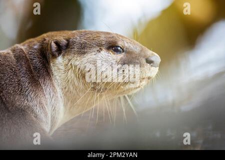 Glatt beschichteter Otter wacht auf, während der Rest der Familie an einem Mangrovenwaldstrand in Singapur schläft Stockfoto