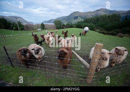 Hausschafe, Ovis aries, Herde in Koppel, Little River, Canterbury, Südinsel, Neuseeland Stockfoto