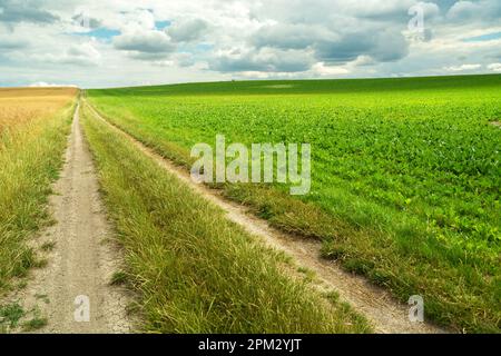 Eine lange unbefestigte Straße neben einem grünen Feld mit Pflanzen, sommerlicher Landblick Stockfoto