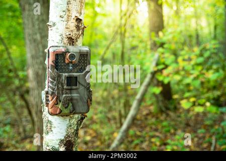 Kamerafalle auf einem Birkenstamm im grünen Wald Stockfoto