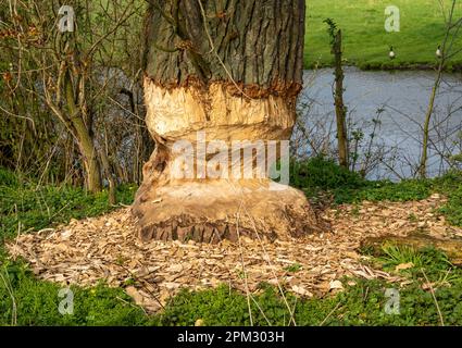 Biberarbeiten, Bäume in der niederländischen Provinz Limburg durch Biber geschädigt Stockfoto