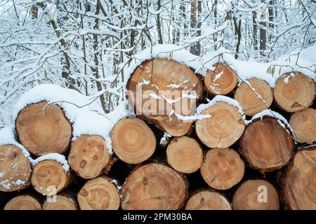 Schnee auf geschnittenen Baumstücken im Wald, Ostpolen Stockfoto