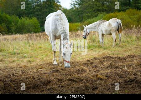 Zwei große weiße Pferde, die auf der Weide weiden Stockfoto